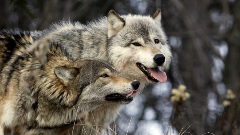 Wolves: Facts, Characteristics, Behavior, Diet, More