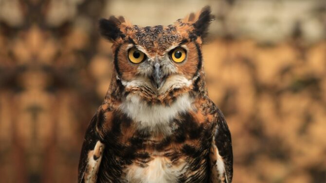 Different Types of Owls (Popular Species With Pictures)
