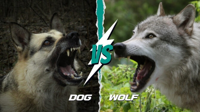 Dog vs Wolf Comparison - Can A Dog Kill A Wolf