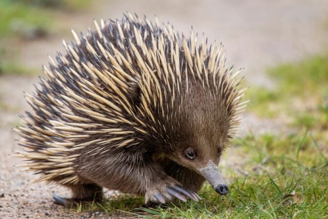 Echidna (Tachyglossidae)