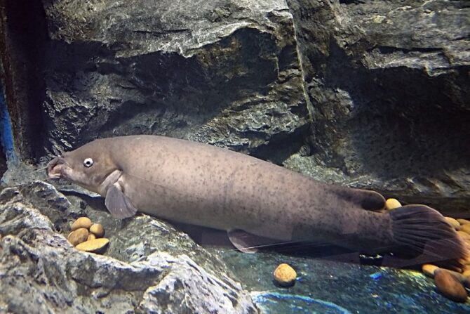 Electric Catfish (Malapteruridae)