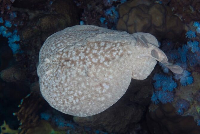 Electric Ray (Torpediniformes)