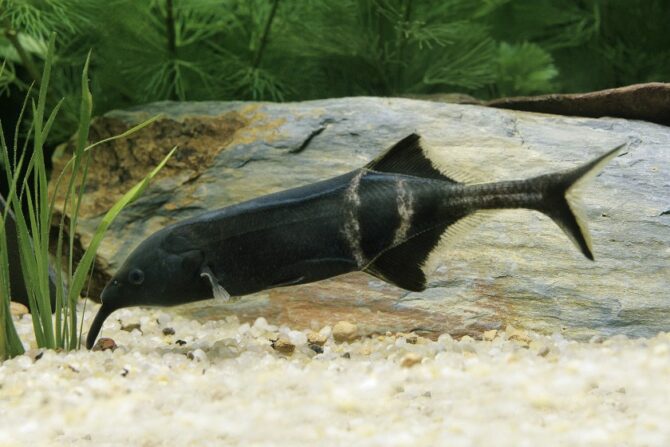 Elephant nose fish (Gnathonermus petersii)