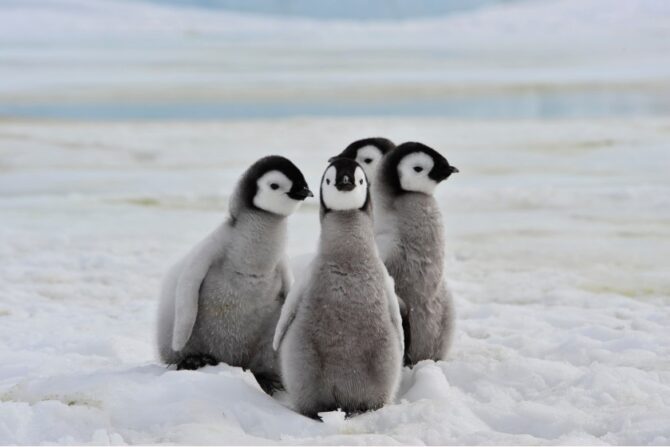 Emperor Penguin Chicks