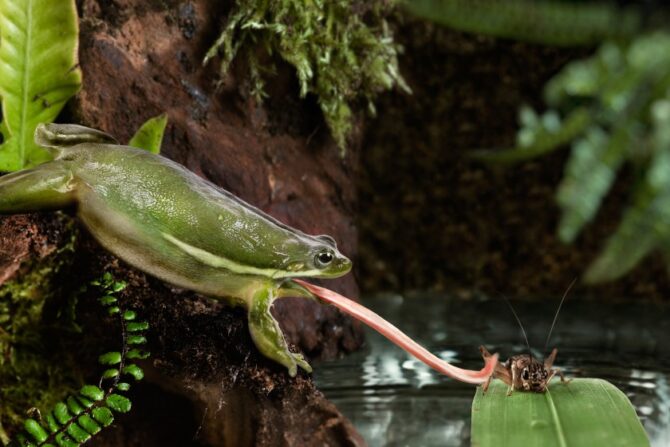 Exotic Frog Hunting Cricket with Tongue in Jungle