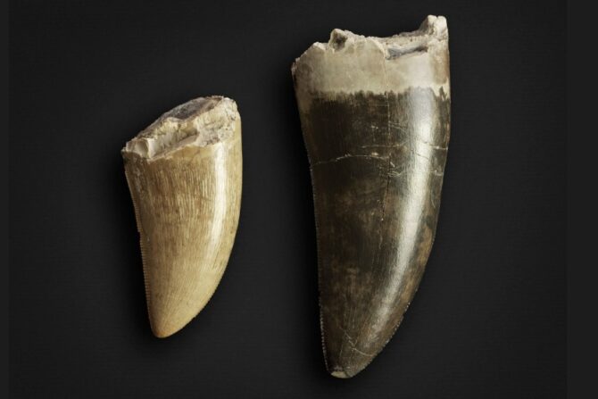 Fossilised Dinosaur Teeth
