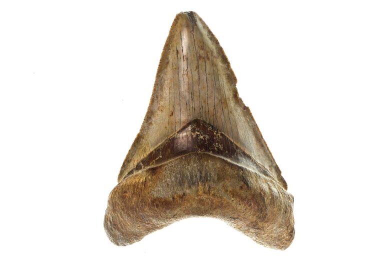 How Much Is Megalodon Tooth Worth (Buyers/Sellers Guide)