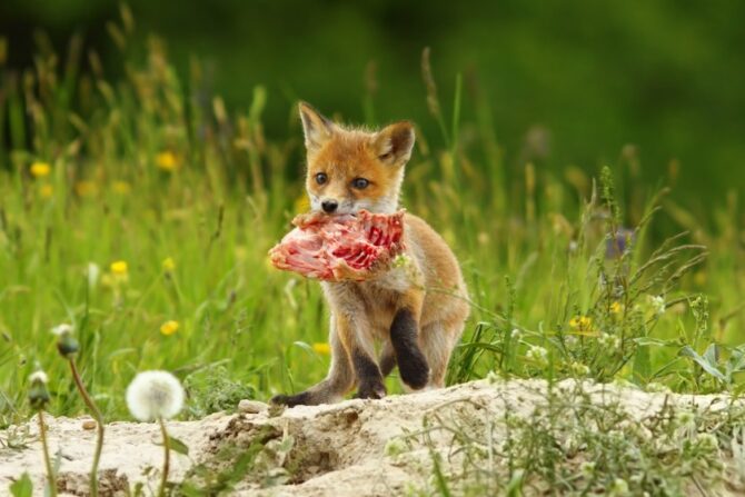 Fox Cub Eating Meat