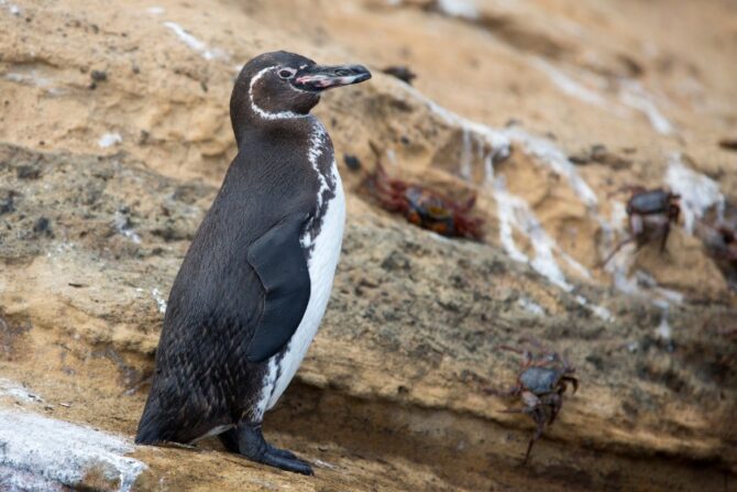 Galapagos Penguin with Crabs Crawling on the Rock