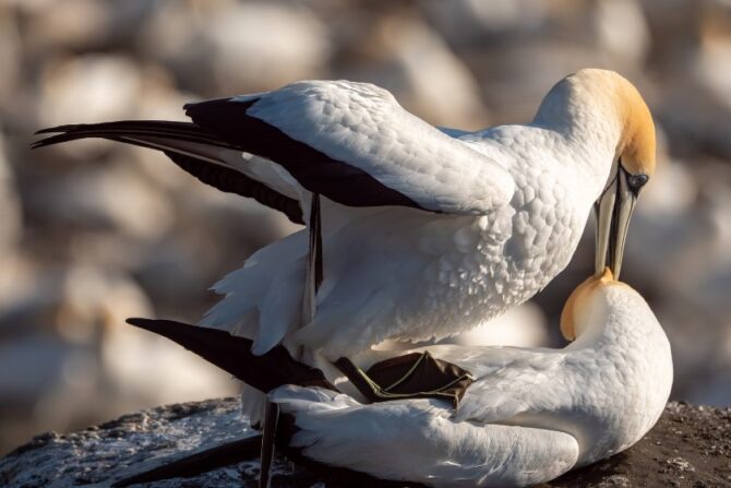 Gannet Birds Mating