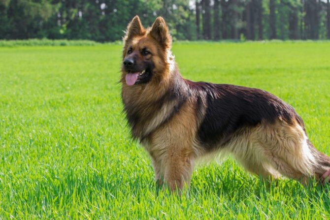 German Shepherd Dog Standing on Grass