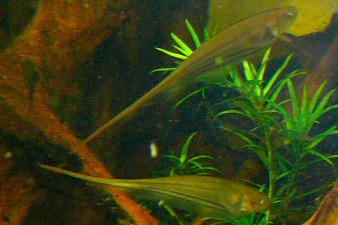 Glass Knife Fish (Sternogypidae)