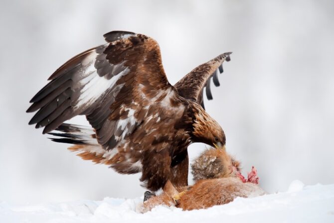 Golden Eagle Eating Fox
