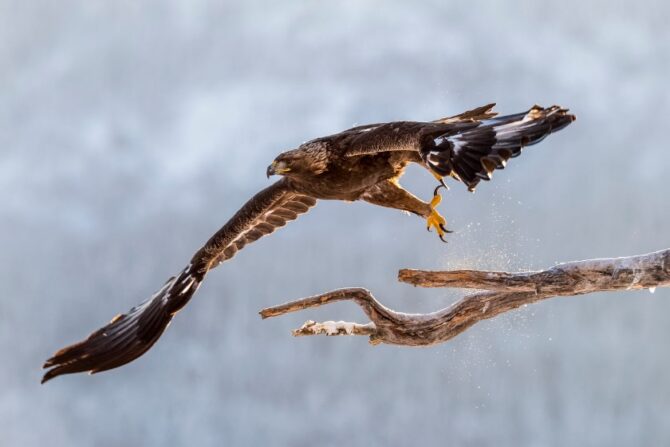 Golden Eagle High Hunting