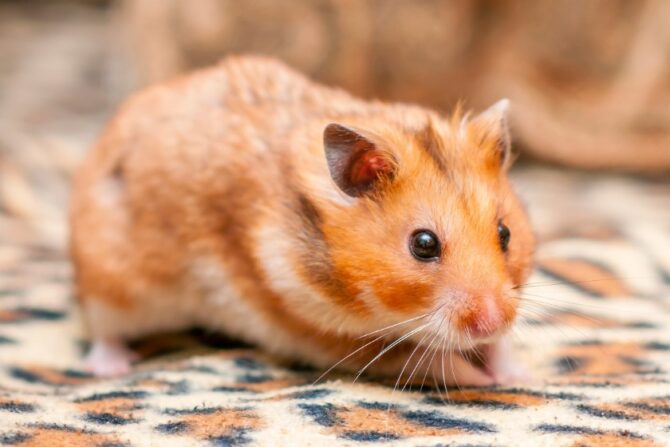 Golden Hamster (Mesocricetus auratus)