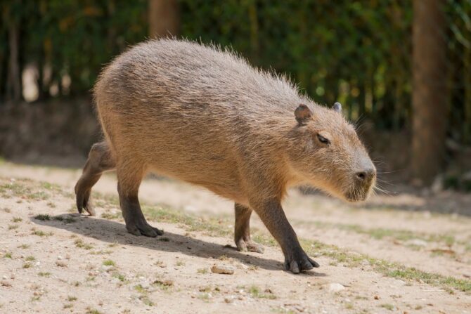 Greater Capybara (Hydrochoerus hydrochaeris)
