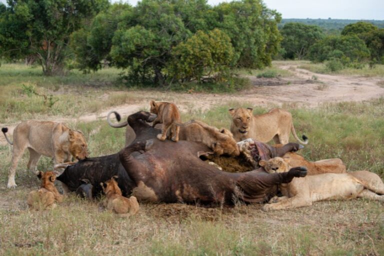 What Do Lions Eat? A Closer Look At Lion Diet & Food Chain