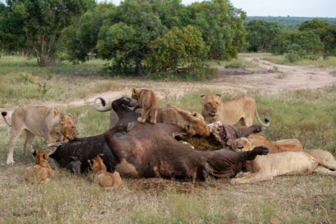 Group of Lions Eating a Buffalo