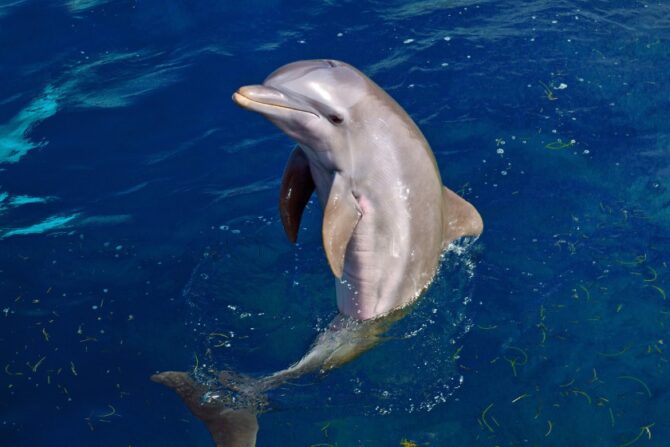 Guiana Dolphin (Sotalia guianensis)