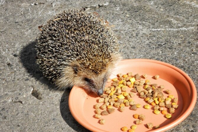Hedgehog Eating Dry Cat Food