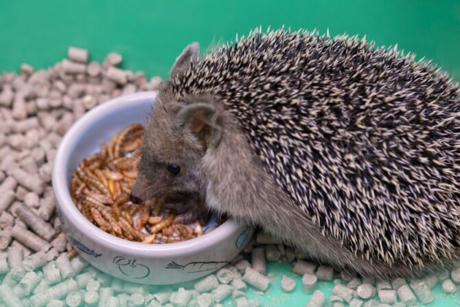Hedgehog Eating Worms and Dried Food