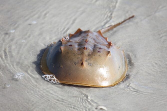 Horseshoe Crab