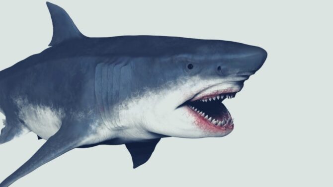 Close Up Massive Megalodon Shark