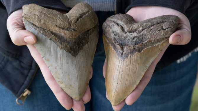 How Much Is Megalodon Tooth Worth (BuyersSellers Guide)