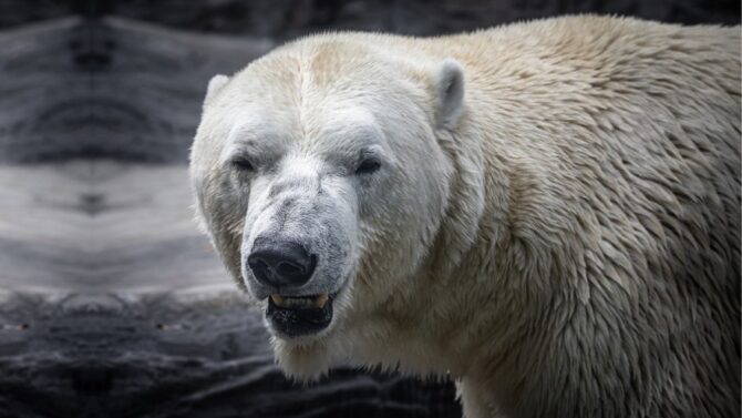How To Survive A Polar Bear Attack - Safety Tips & Advice