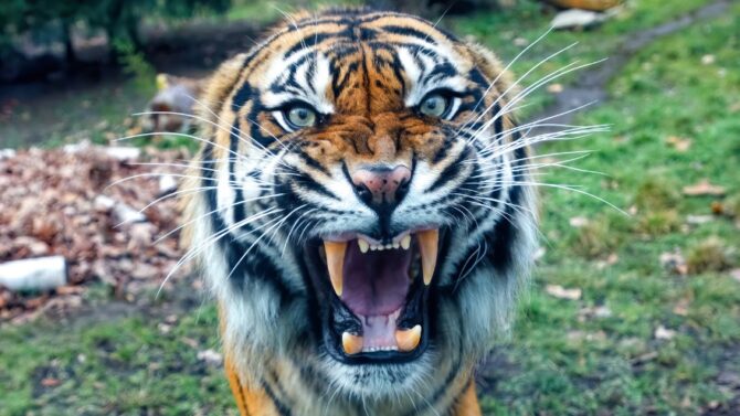 How To Survive A Tiger Attack - Effective Safety Tips