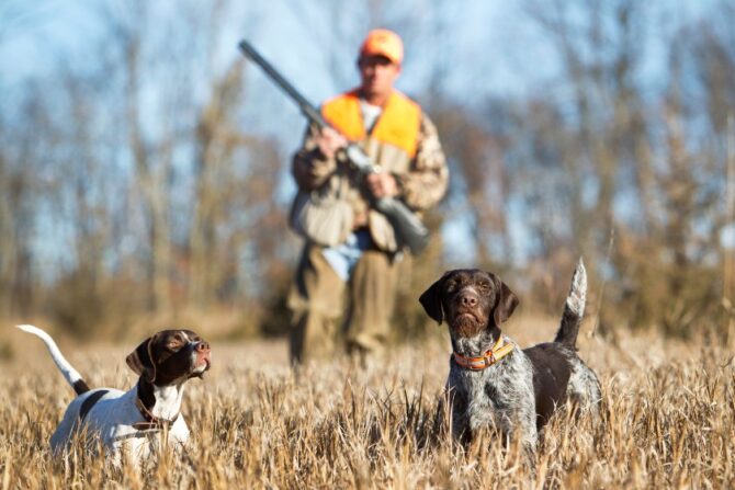 Hunting Dogs