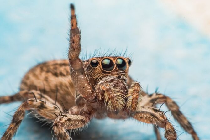 Jumping Spider (Salticidae)