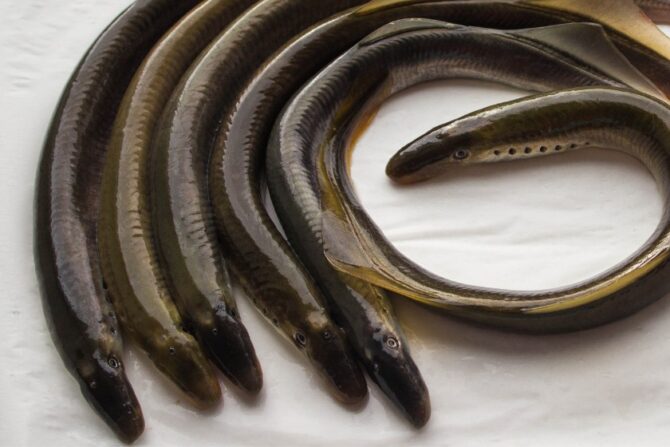 Lamprey (Petromyzontiformes)