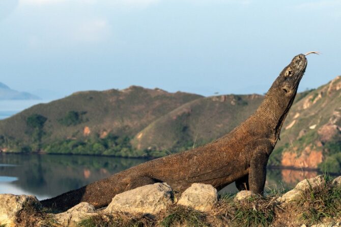 Large Komodo Dragon With Head Raised in Natural Habitat