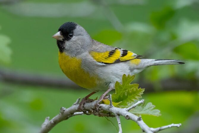 Lawrence’s Goldfinch (Spinus lawrencei)