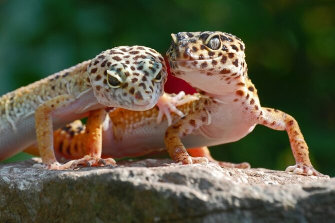 Leopard Geckos