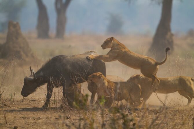 Lions Hunting Down a Buffalo