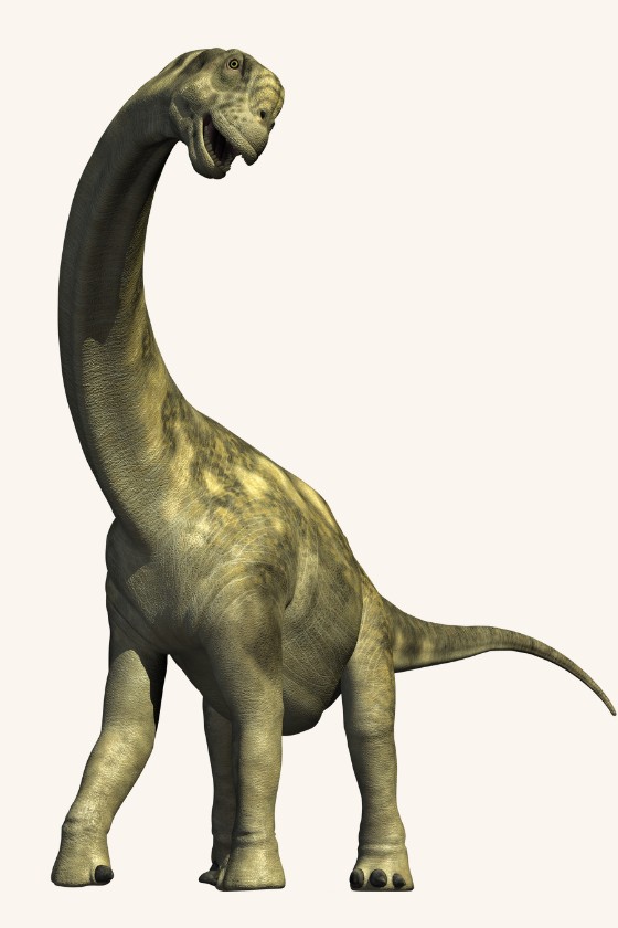 Live Restoration of Apatosaurus Isolated