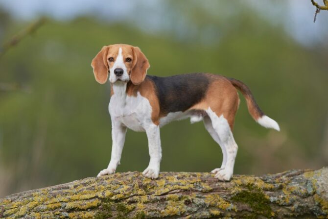 Male Beagle standing on Log