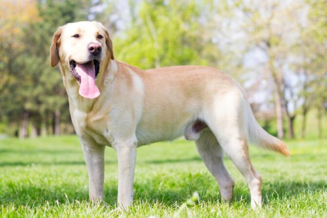 Male Labrador Dog Standing on Grass