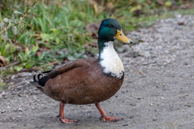 Mallard Duck Hybrid