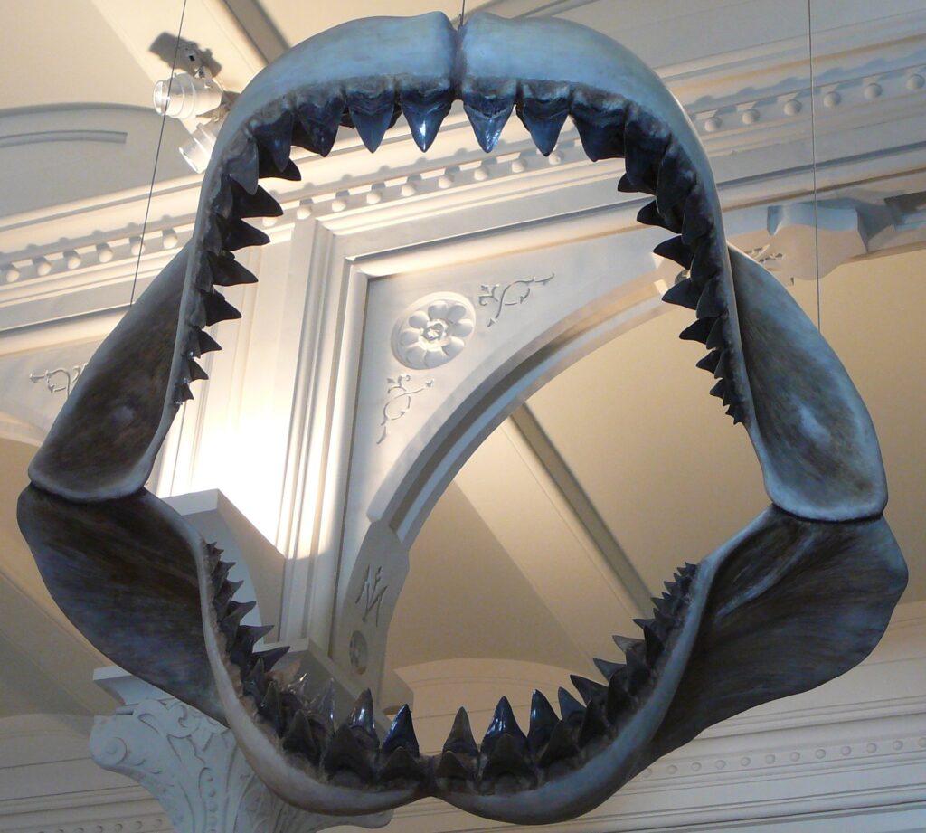 Model of megalodon shark jaws at the American Museum of Natural History, in New York