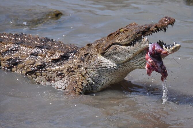 Nile Crocodiles Eating Meat