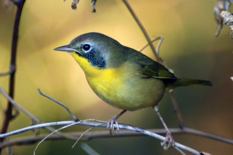 Types Of Yellow Birds (31 Stunning Species, With Pictures)