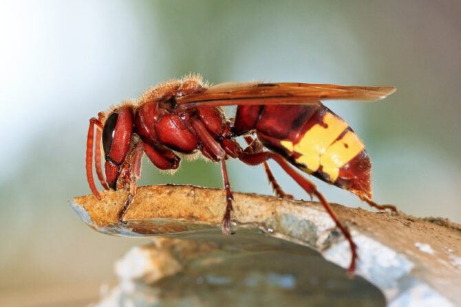 Oriental Hornet (Oriental Hornet)