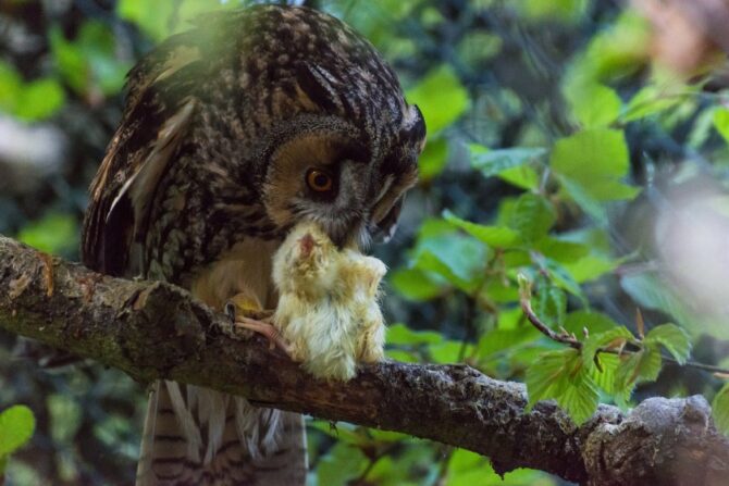 Owl Eating Bird Chick on Branch