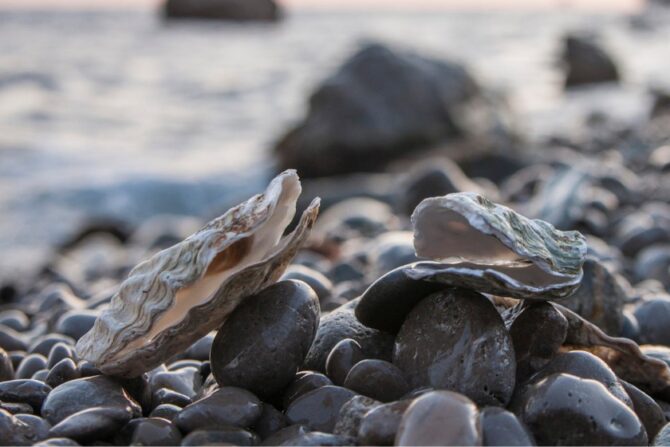 Oysters (Ostreoidea)