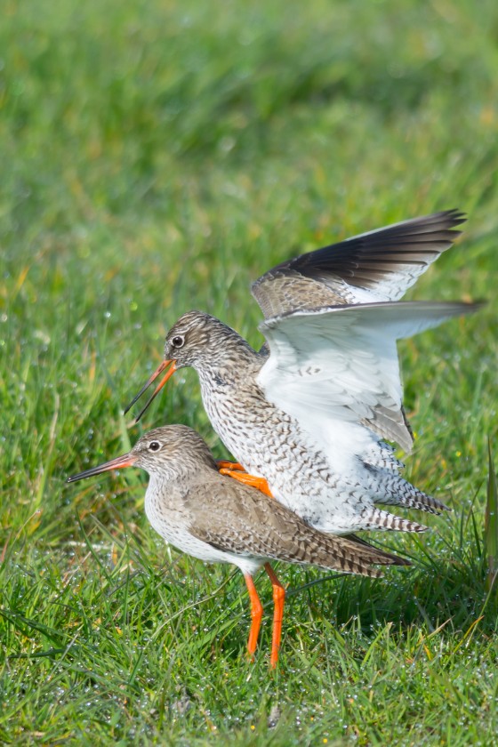 Pair of Redshank Birds Mating