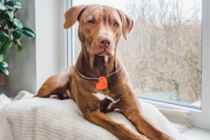 Pit Bull Breed Relaxing by the Window