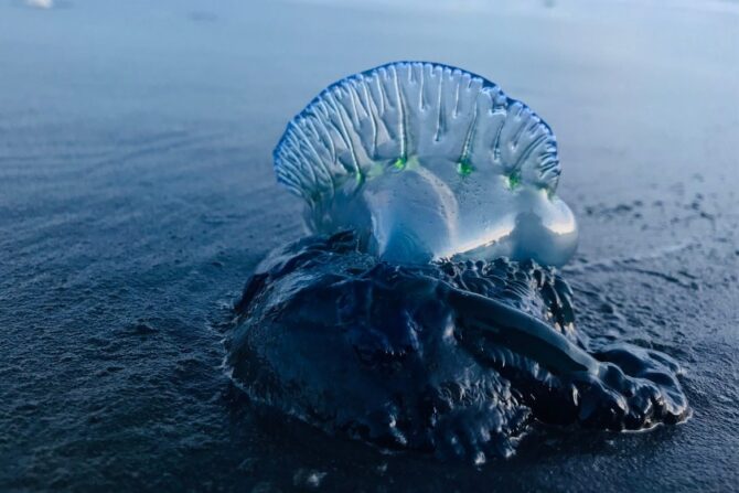 Portuguese Man o' War